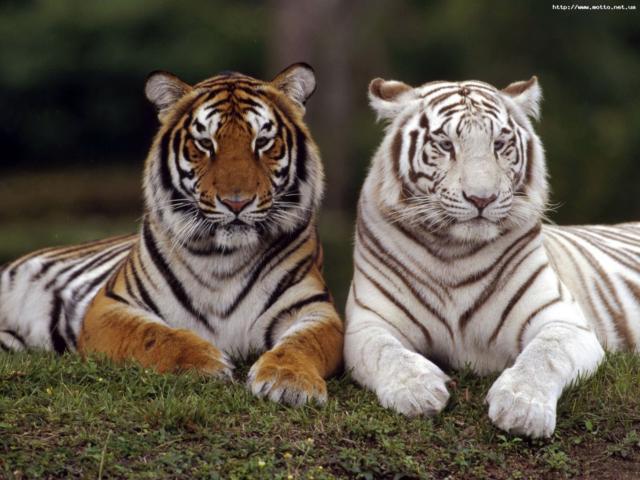 Пара тигров, животные