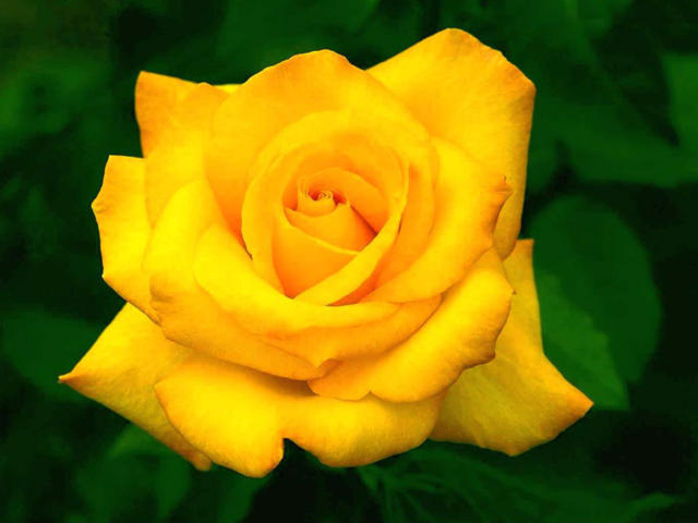Желтая роза, 