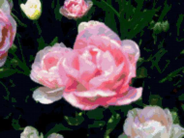 Тюльпан-роза, цветы