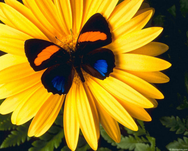 Бабочка на цветке, флора