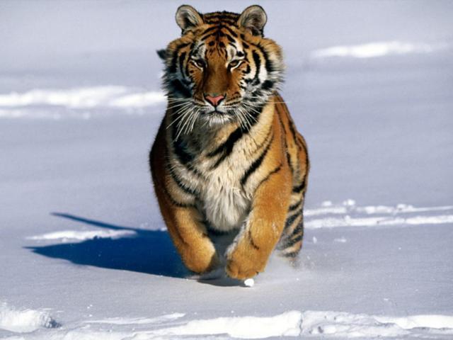 Тигр, животные