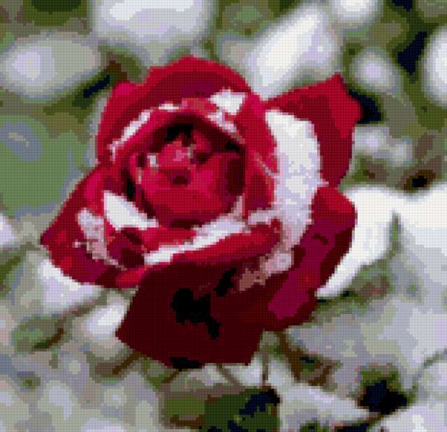 Роза в снегу, цветы