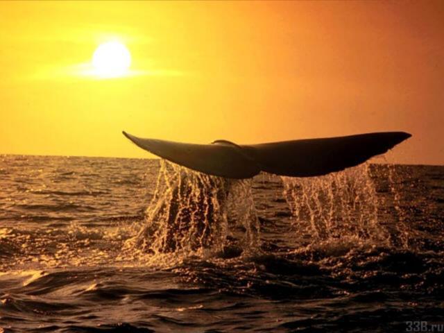 Хвост кита, животные