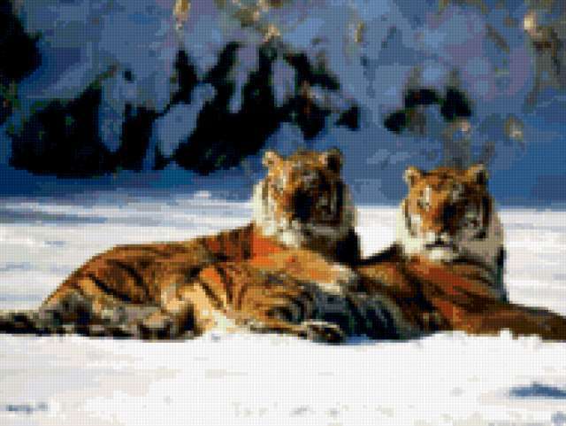 Тигры пара на снегу, животные