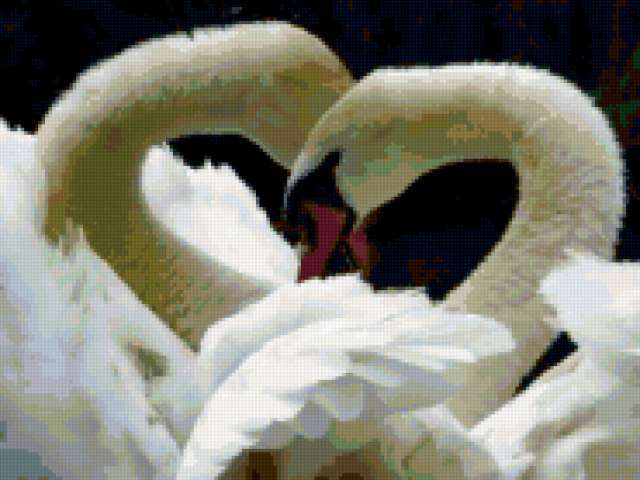 Любовь, лебеди, птицы