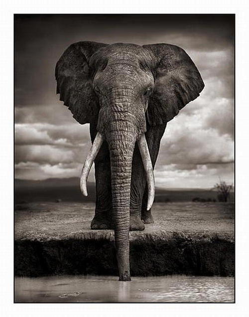 Слонопотам, 