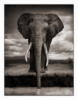 Схема вышивки «Слонопотам»