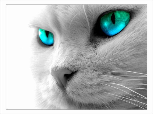 Кот с голубыми глазами, животные