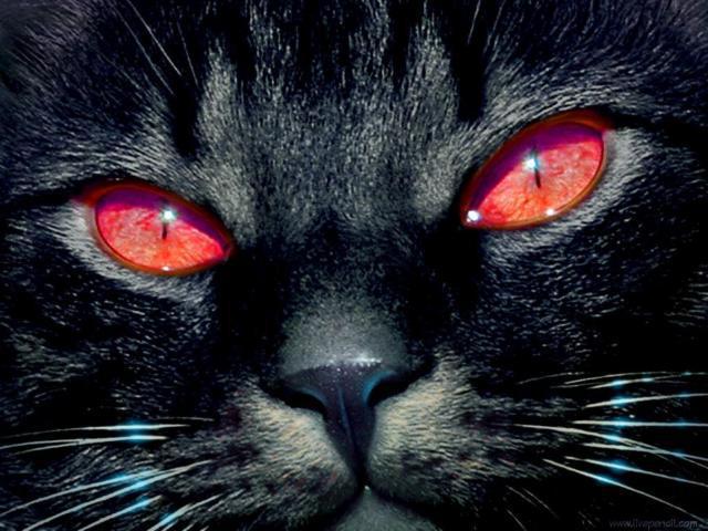 Кот с красными глазами, животные