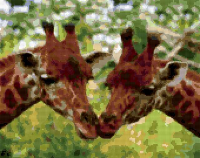 Поцелуй жирафов, животные