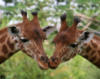 Схема вышивки «Поцелуй жирафов»