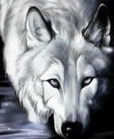 Белая волчица, 