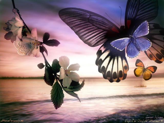Бабочки, природа