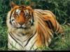 Схема вышивки «Bengal tiger»