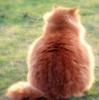 Схема вышивки «Толстый кот»