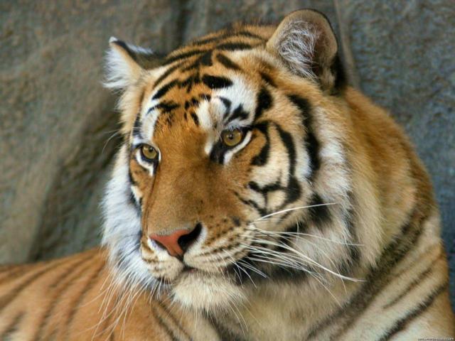 Bengal tiger, 