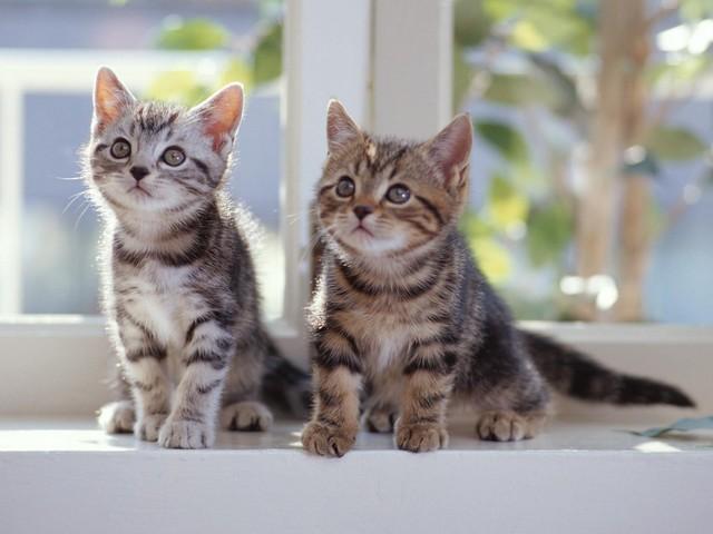 Kittens, 