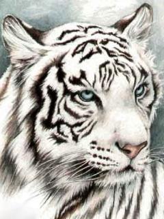 White_Tiger, котёнок