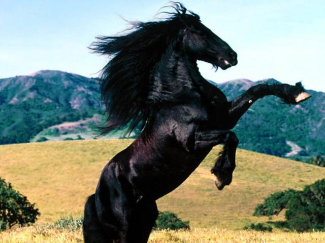 Вороной, черный конь