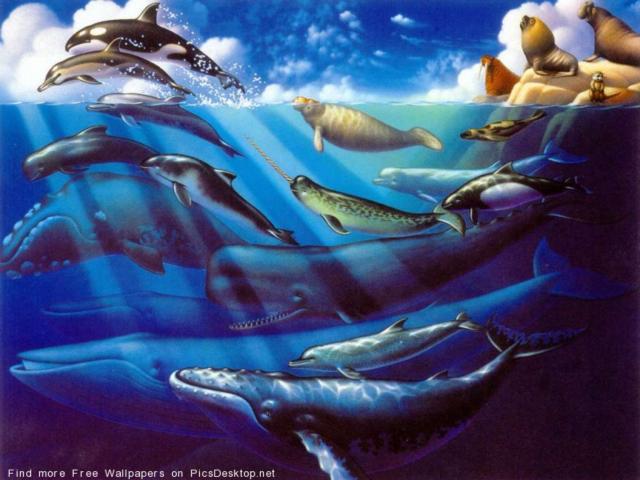 Подводный мир, животные