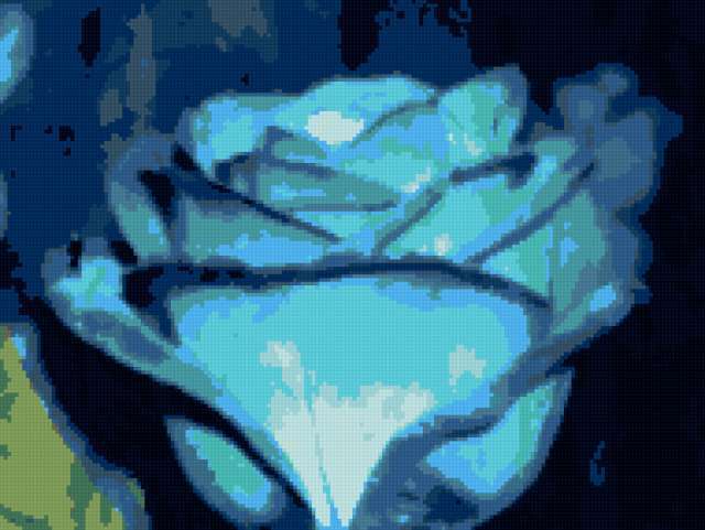 Голубая роза, 