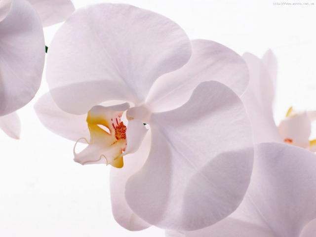 Орхидея, цветы