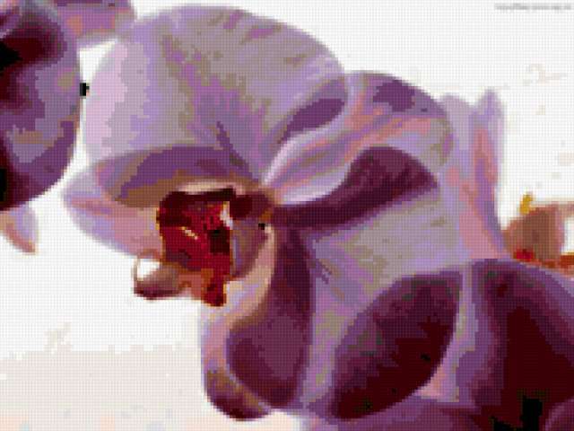 Орхидея, цветы