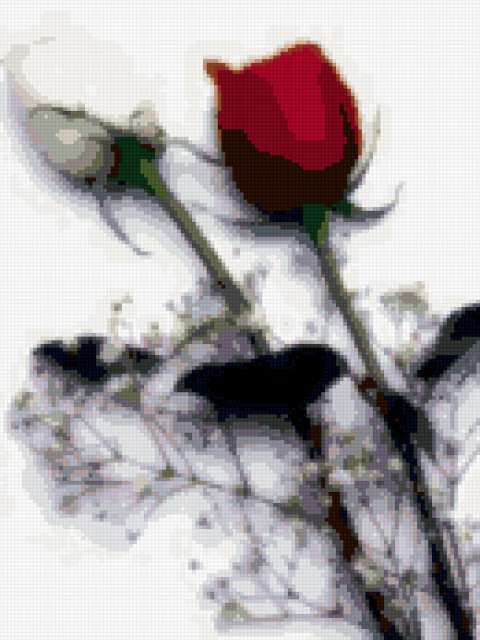 Rose45, цветы