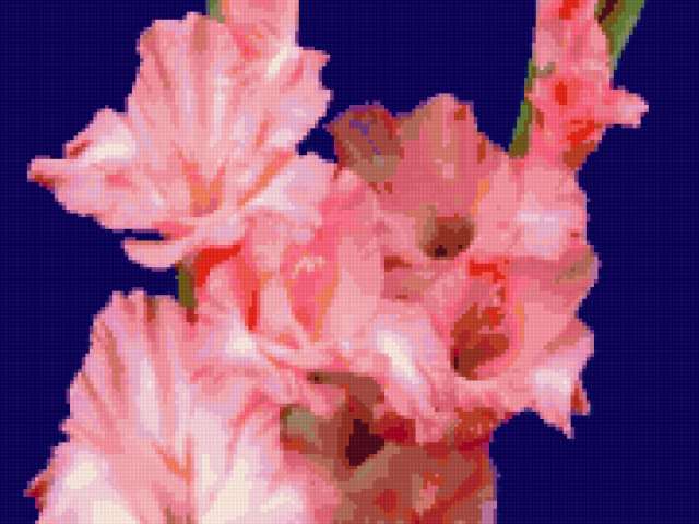 Гладиолус, цветы