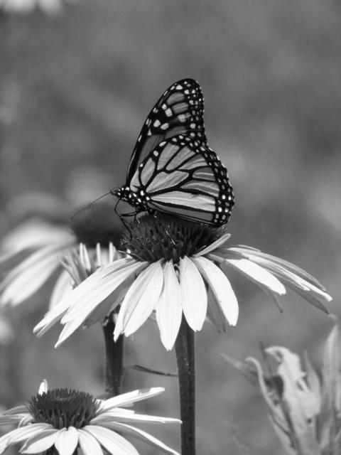 Butterfly, 