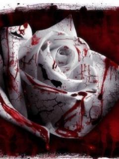 Bloody_Rose, цветы