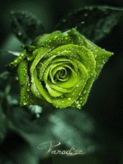 Rose green, цветы