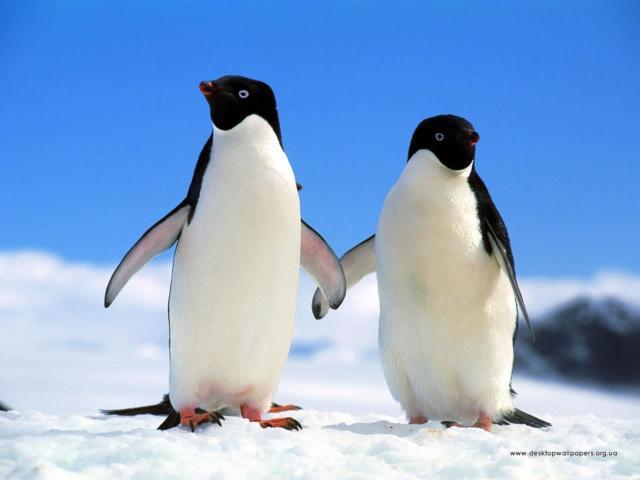 Влюблённая парочка, пингвины, пара, влюблённые