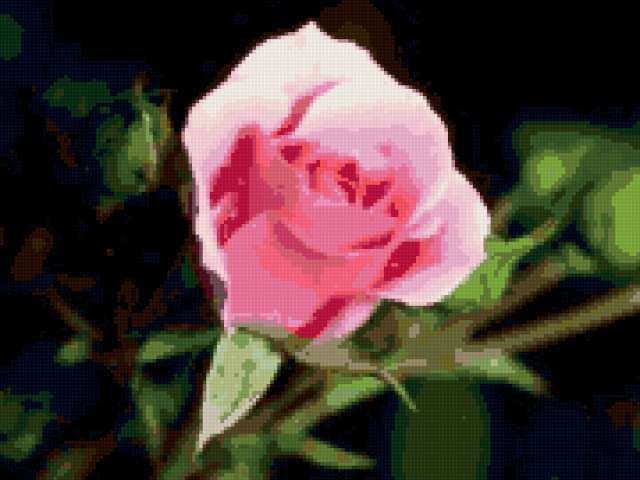 Розовая роза, цветы