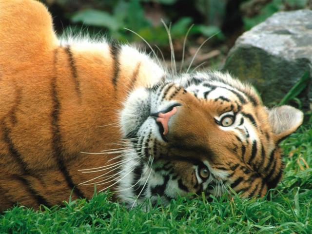 Тигр, животные, дикие, кошки, тигры