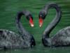 Схема вышивки «Пара черных лебедей»
