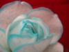 Схема вышивки «Бело-голубая роза»