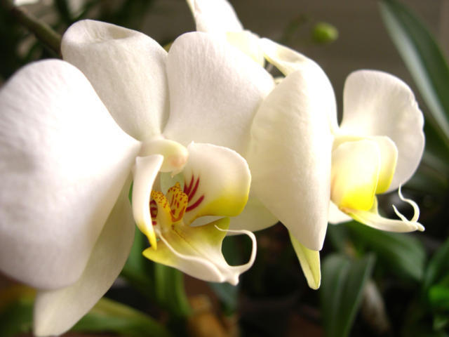 Орхидея Фаленопсис, орхидея