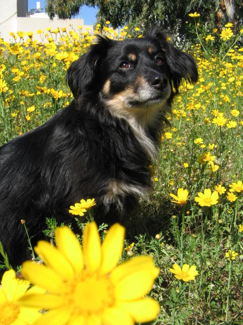 Собака в поле цветов., 