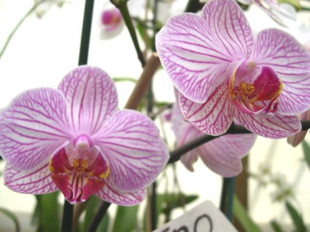 Орхидея фаленопсис, орхидеи, цветы