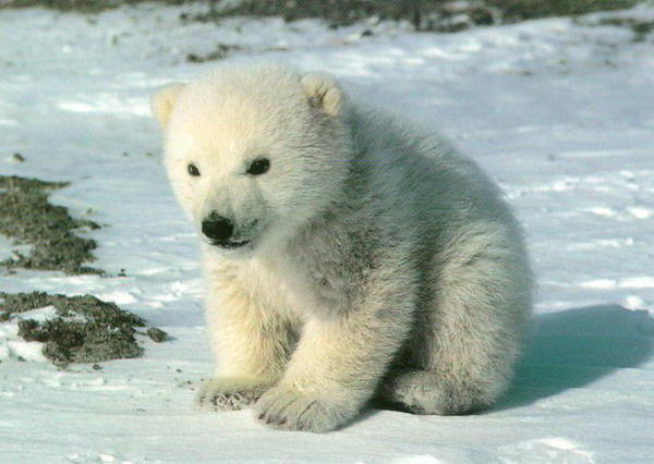 Лапочка.), белый медведь, животное