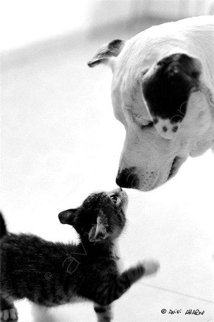 Дружба.), кошка, собака, любовь