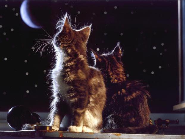 Котята лунной ночью 2, котята