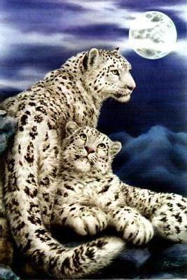 Большие кошки, кошка