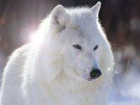 Белый волк, животные