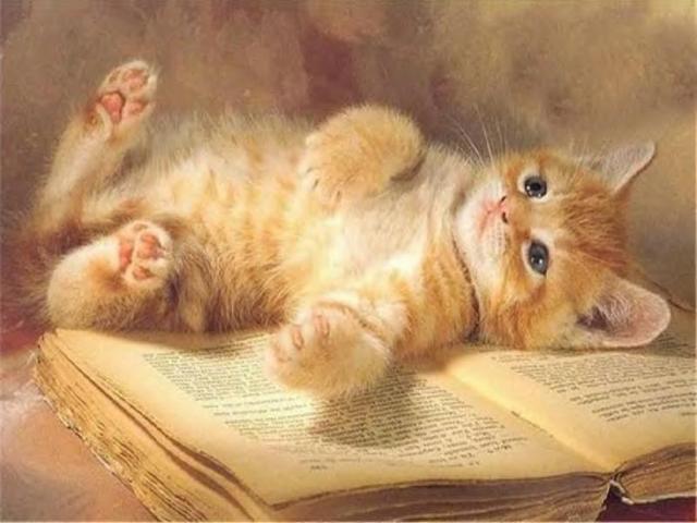 Котёнок на книге, котёнок