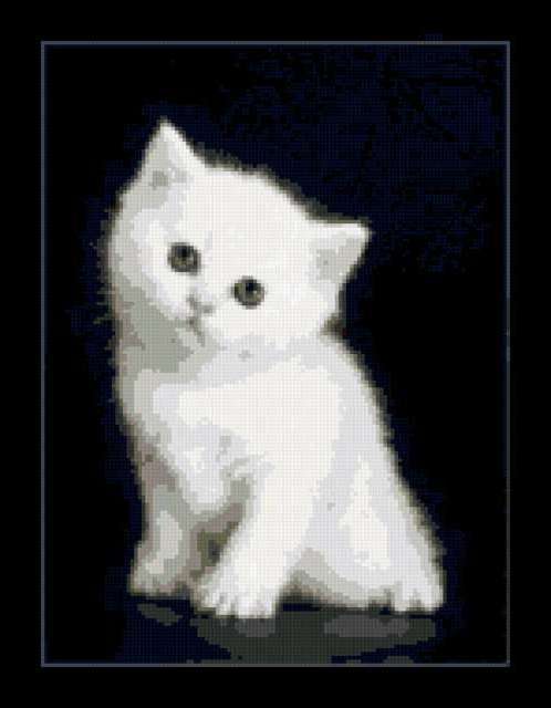 Котёнок, котёнок, черно-белое