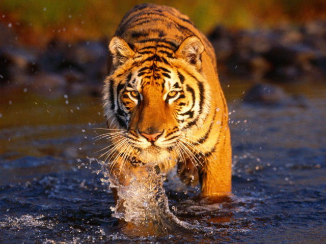 Тигр в воде, тигр, животные, кошка