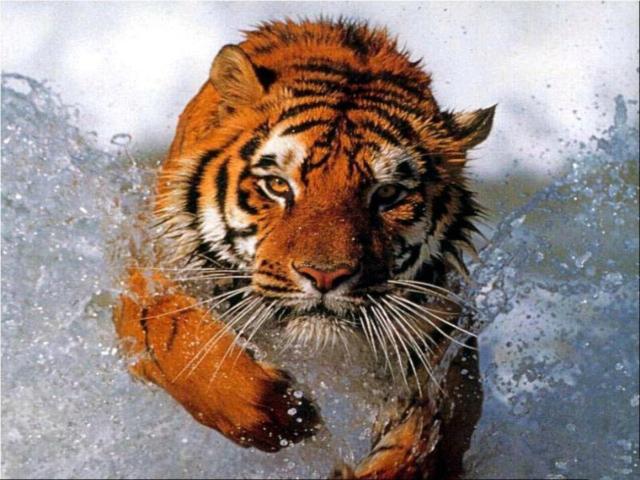 Водный тигр, животные