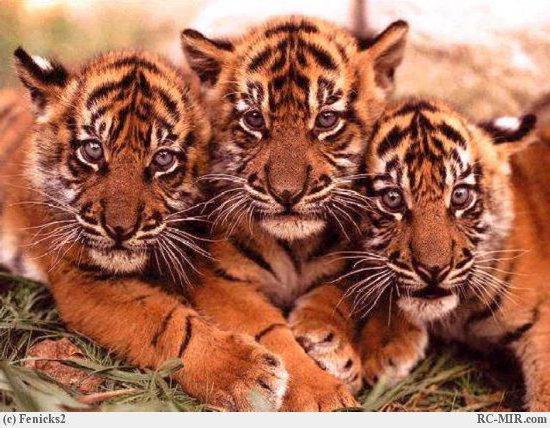 Тигрята, животные